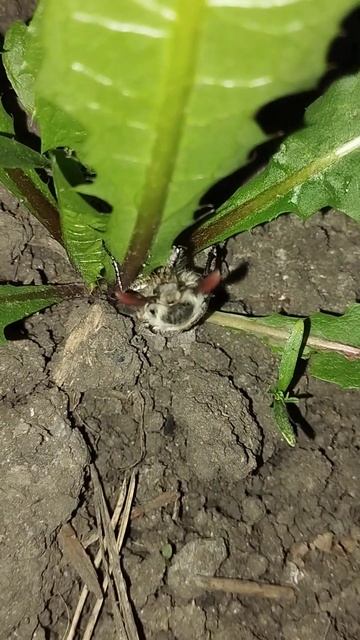 майский жук #майскийжук #жук #зима #снег #май #апрель #цв смотреть онлайн