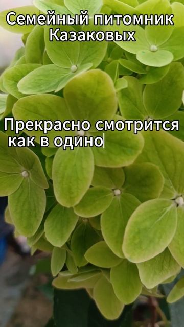 Гортензия метельчатая Металлика #гортензияметельчат? смотреть онлайн