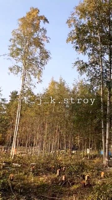 берёза смотреть онлайн