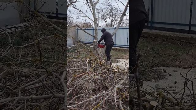 #canfly 650 #chainsaw #дрова #бензопила смотреть онлайн