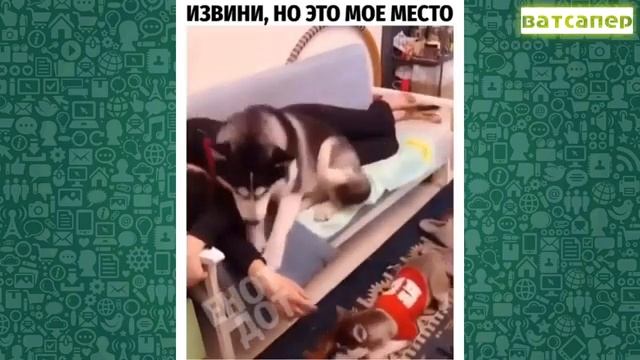 Смешные приколы 2020 смотреть онлайн