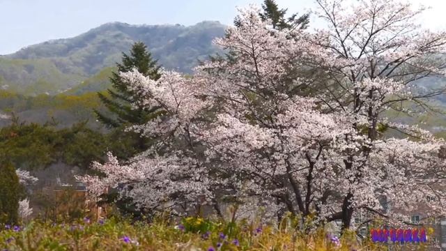 КОСТЕР ЛЮБВИ СЛУЧАЙНОЙ -слова Владимира Жукова музыка исполняет Наталия Ромашка Печурина баян смотреть онлайн