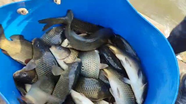 WhatsApp Video 2025-05-15 at 18.03.19 смотреть онлайн