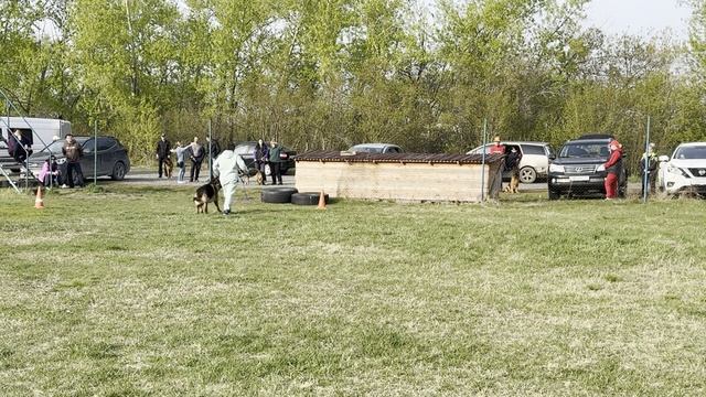 2.  выр/пож ДАРИАН ХОФ ФУРОР (Vigo Gelezinis Vilkas – Дариан Хоф Ириска)