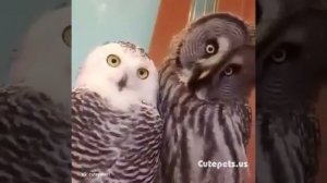 Приколы с совами