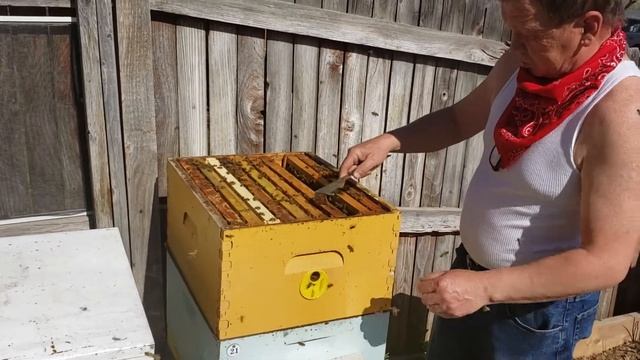 Вощина на пластике
