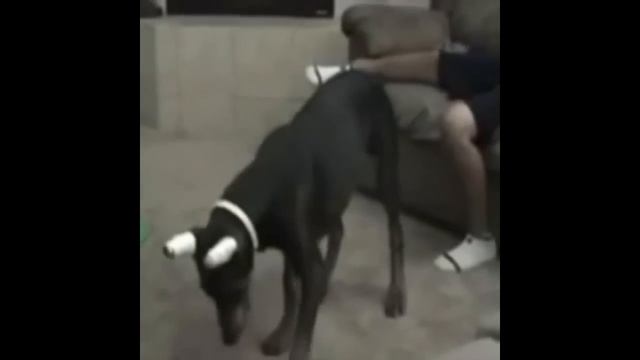 ВЕСЕЛЫЕ ВИДЕО ПРИКОЛЫ этой осени 2015 !!! ЛУЧШИЕ МОМЕНТЫ !!! смотреть онлайн