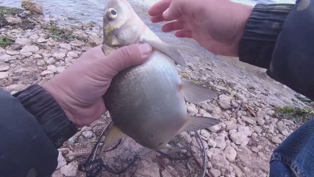 РЫБАЛКА НА ЛЕЩА 19 ИЮНЯ. ДУБАСИМ ЛЕЩА НА ФИДЕР. ЛЕЩИ НЕ ДАЮТ СОБРАТЬ ВТОРОЙ смотреть онлайн