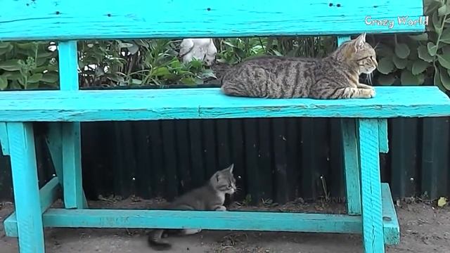 СМЕШНЫЕ КОТЫ И КОШКИ 2016 ПРИКОЛЫ С КОТАМИ И КОШКАМИ 2016 #19 смотреть онлайн