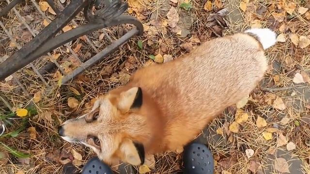 Алиса - Лиса / Прикольные Моменты с Алисой ч. 203 / Alice the Fox смотреть онлайн