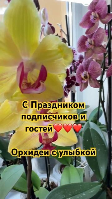 С Праздником! #орхидеи #orchid #orchidcare #орхидеипересадка #о? смотреть онлайн