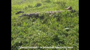 МАШИНА Р/У ТРАНСФОРМАЦИЯ, 4 WD, ПЕРЕВОРОТ, РЕЖИМ ВЫСОКОЙ И НИЗКОЙ ПОСАДКИ