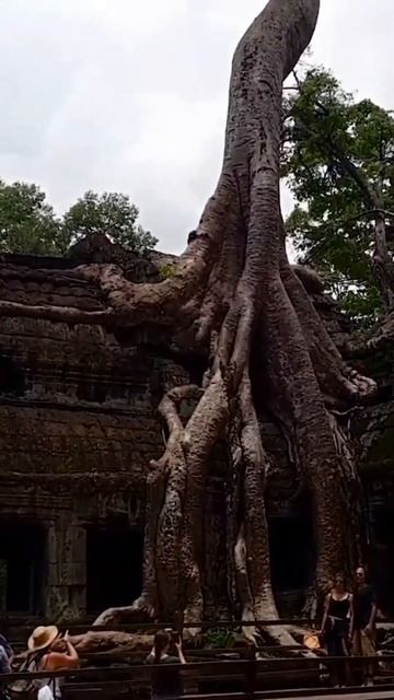 Самые старые ДЕРЕВЬЯ 😮#shorts смотреть онлайн