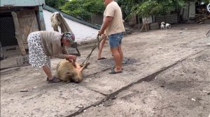 Баба Галя валить порося 😁Їдемо в село Порося кармал мангалиця