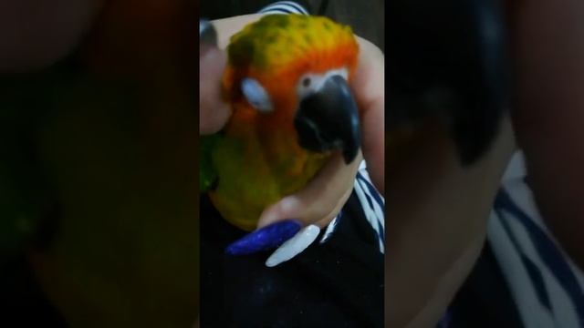Милые и забавные попугаи смотреть онлайн