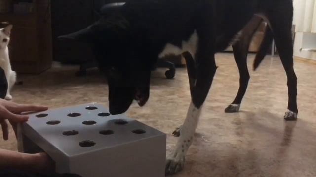 Как развлечь себя и свою собаку смотреть онлайн