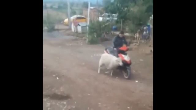 ЛУЧШИЕ ПРИКОЛЫ | САМЫЕ СМЕШНЫЕ ВИДЕО 2019 смотреть онлайн
