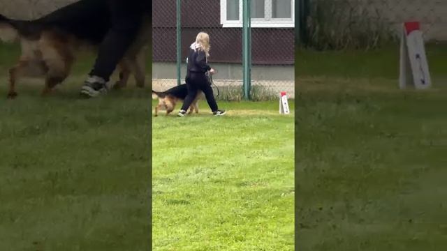 5.  выражено/перв NELSON TRIUMPHZUG (Fantom v. Pallas Athene – Latisha Di Fiamma Vivo)