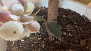 Фикус Абиджан или Черный принц