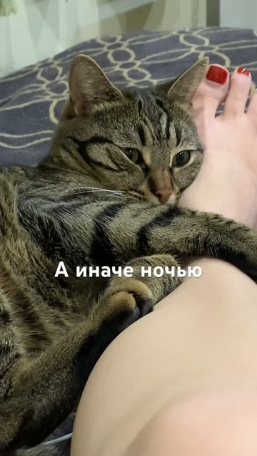 Что, если бы у котов были не лапы, а ноги?))))) #кот #тимоха смотреть онлайн