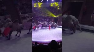 Дрессированные верблюды в новогоднем представлении в Омском цирке