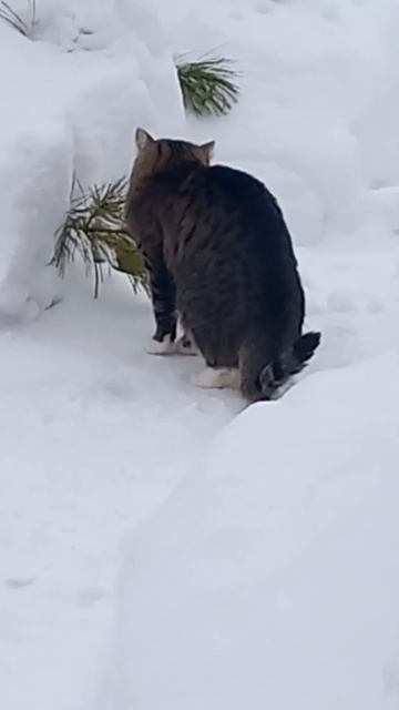 кошки тоже любят кедр смотреть онлайн