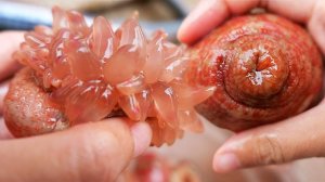 Китайская уличная еда — морской анемон, приготовленный тремя способами Циндао, морепродукты, Китай