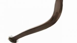 Baum  mutiert zum Wallerholz / Clonck for Catfish