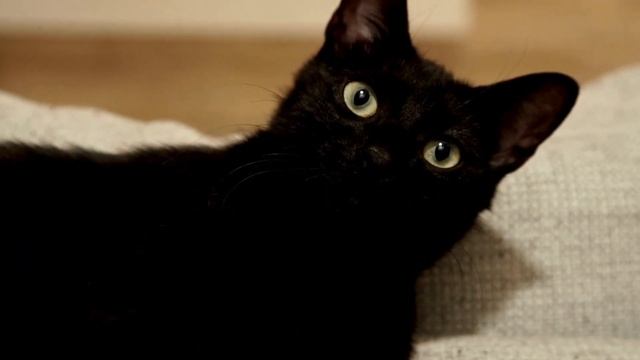 15 ФАКТОВ ПРО ЧЁРНЫХ КОШЕК. Номер 4 точно вас удивит! смотреть онлайн