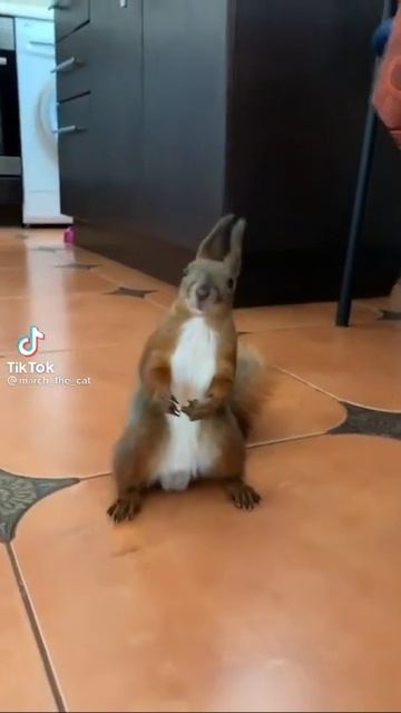 тик ток, приколы, короткие видео, животные, белка борец смотреть онлайн