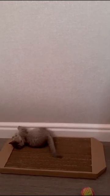 НАШ ВЫПУСКНИК- КОТЕНОК МАНЧКИН В НОВОМ ДОМЕ ОСВАИВАЕТ НОВУЮ КОГТЕТОЧКУ смотреть онлайн