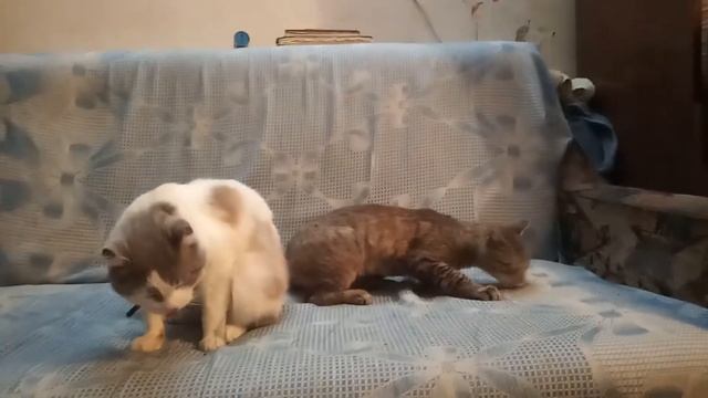 Кузя и Кеша + валерьянка = прикол смотреть онлайн