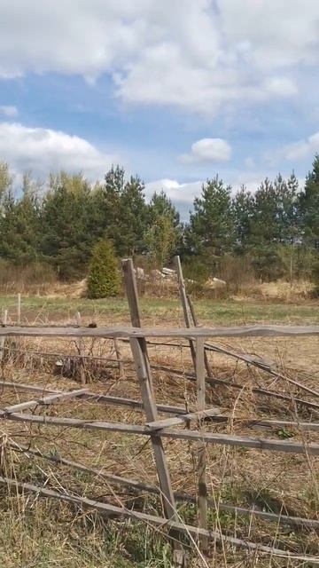 Кому нужны взрослые саженцы в Бабяково... забирайте смотреть онлайн