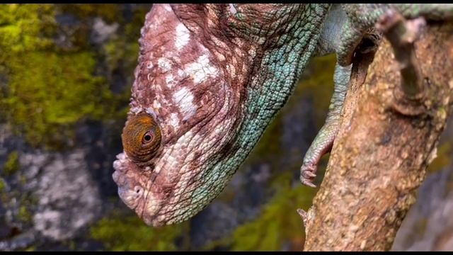 Дикий Мадагаскар. Хамелеон Парсона обедает смотреть онлайн