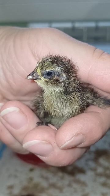 Я родился #подворье #music #перепела #перепелки #малыш смотреть онлайн