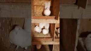 Высоколетные ставропольские голуби Саяпина Андрея