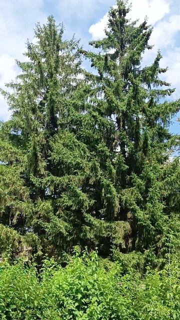 #вековые ели# смотреть онлайн