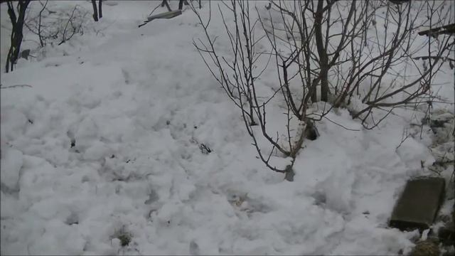 Зимовка пчел