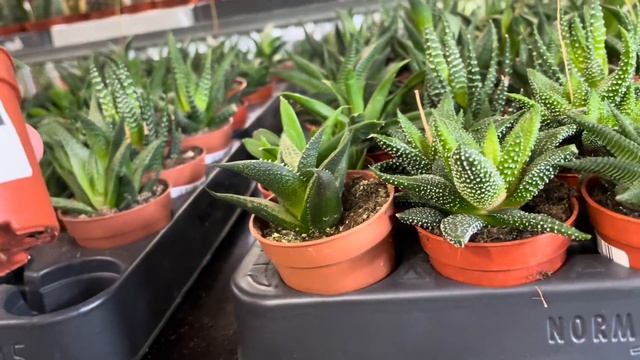 Обзор оптового магазина с комнатными растениями и цветами. смотреть онлайн