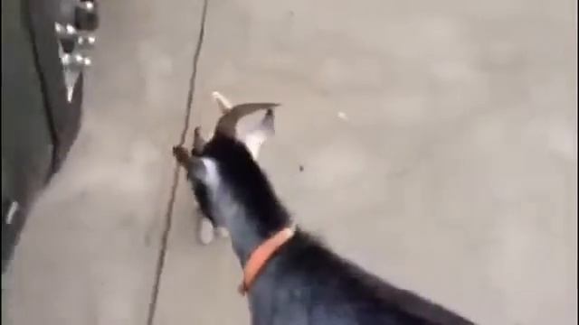Котенок защищает маму от козла Приколы 2015 Fail Compilation смотреть онлайн