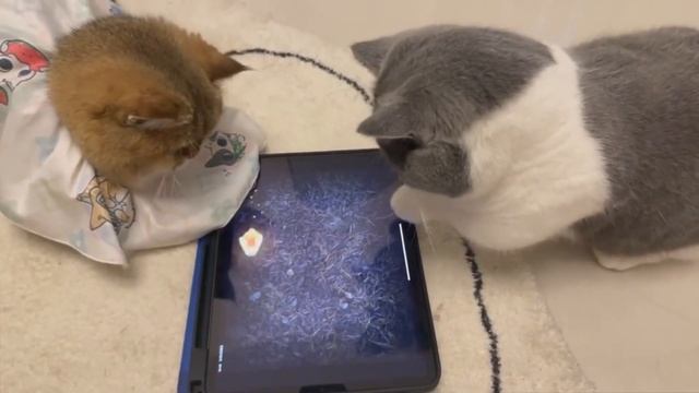 Время расслабиться, эпическая подборка с кошками и собаками #1 смотреть онлайн