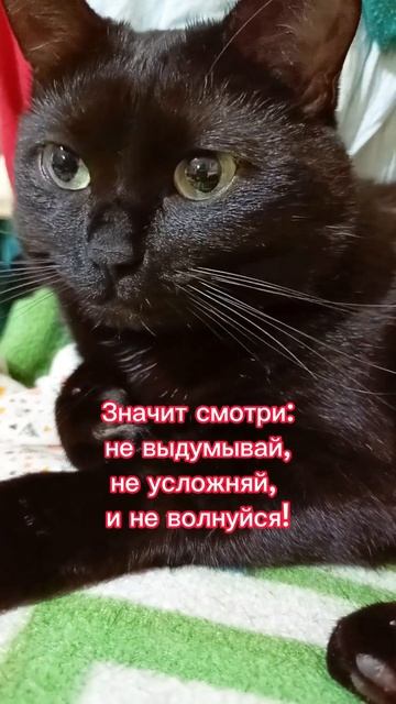 Значит смотри... #юмор #cat смотреть онлайн