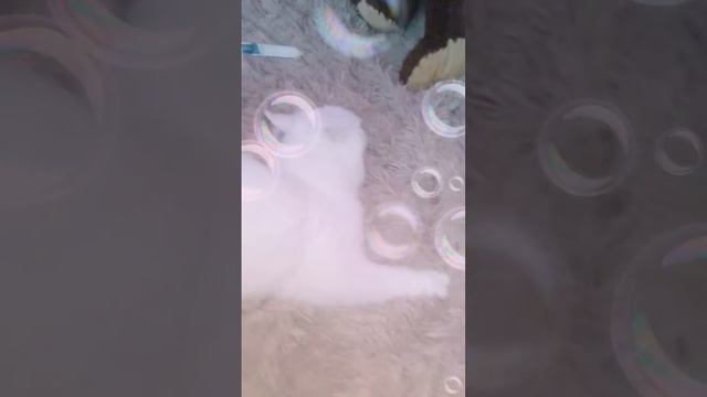 Первое видео Снежка🐱🐱🐱🐱🐱 смотреть онлайн