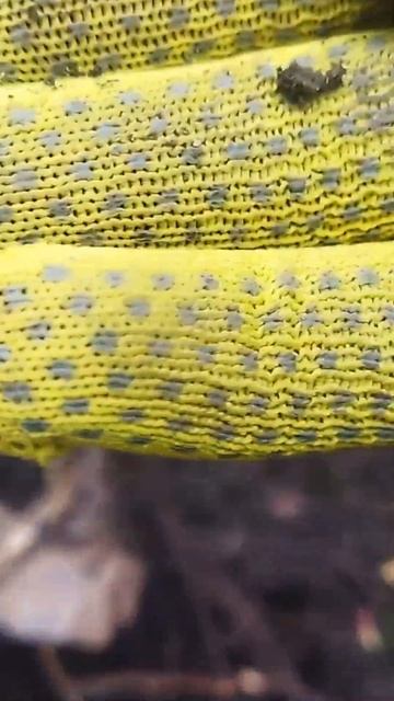 копейка Николай Первый #кладоискатель #коп #металлоис? смотреть онлайн