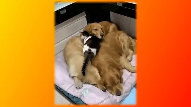 Смешное про животных|Приколы с котами| Видео про котов| Кошки|Позитив|Создай себе хорошее настроени смотреть онлайн