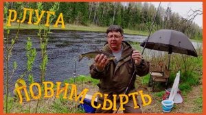 р. ЛУГА. ЧЕТЫРЕ ДНЯ НА РАЙСКОМ МЕСТЕ. ЛОВИМ СЫРТЬ.