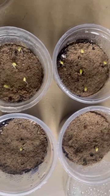 Пеларгония всходы #герань #пеларгония #всходы #СадДача смотреть онлайн