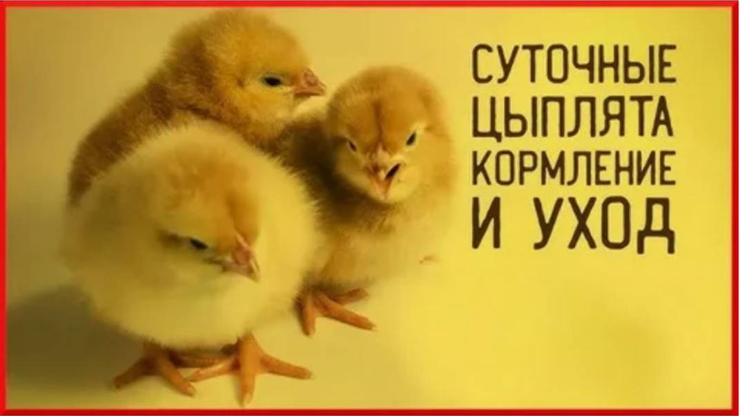 Все тонкости кормления суточных цыплят от птицевода со стажем смотреть онлайн