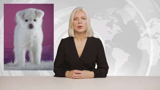 ВРЕДИНА ЛАЙФ. ОБЗОР ВЛОГОВ. ПОДАРОК НА ДЕНЬ РОЖДЕНИЯ НАСТИ ГАГОСОВОЙ -ЩЕНОК АЛАБАЯ. смотреть онлайн