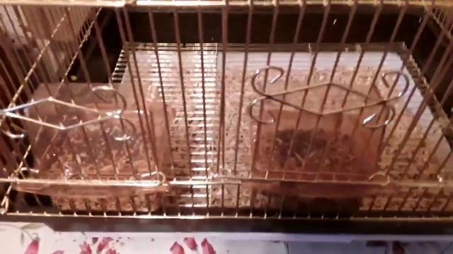 Волнистые попугайчики смотреть онлайн